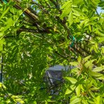 Jaseň štíhly (Fraxinus excelsior) ´WESTHOF GLOIRE´, výška: 350-400 cm, obvod kmeňa 12/14 cm, kont. C45L